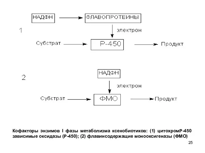Кофакторы энзимов l фазы метаболизма ксенобиотиков: (1) цитохромР-450 зависимые оксидазы (Р-450); (2) флавинсодержащие монооксигеназы (ФМО)