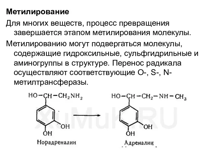 Метилирование Для многих веществ, процесс превращения завершается этапом метилирования молекулы. Метилированию