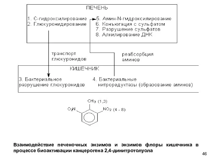 Взаимодействие печеночных энзимов и энзимов флоры кишечника в процессе биоактивации канцерогена 2,4-динитротолуола