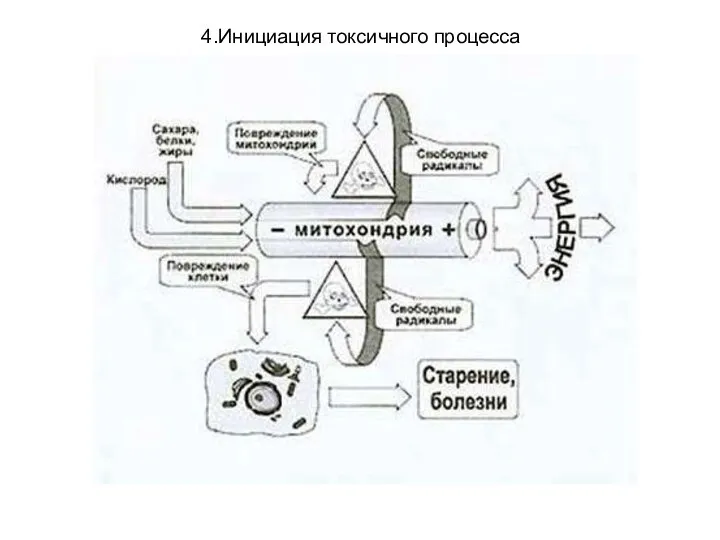 4.Инициация токсичного процесса