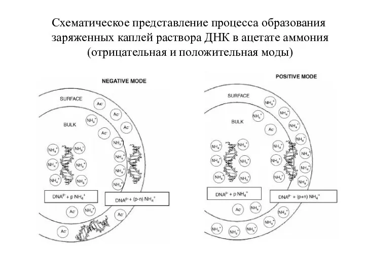 Схематическое представление процесса образования заряженных каплей раствора ДНК в ацетате аммония (отрицательная и положительная моды)