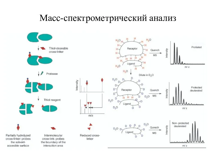 Масс-спектрометрический анализ