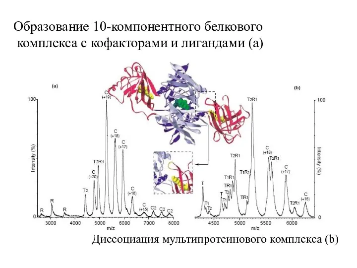 Образование 10-компонентного белкового комплекса с кофакторами и лигандами (а) Диссоциация мультипротеинового комплекса (b)