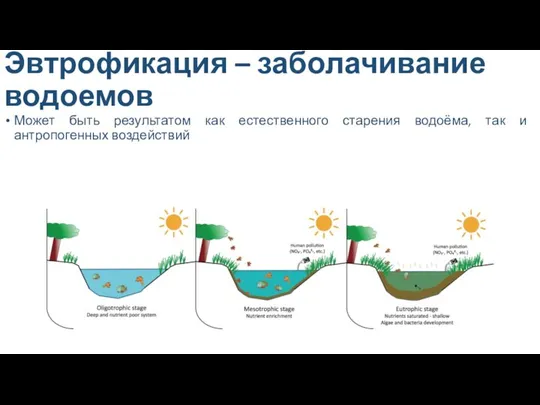 Эвтрофикация – заболачивание водоемов Может быть результатом как естественного старения водоёма, так и антропогенных воздействий