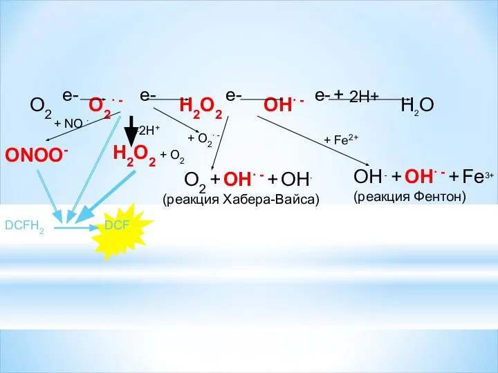 +2Н+ Н2О2 + О2 О2 + ОН∙ - + ОН∙ (реакция