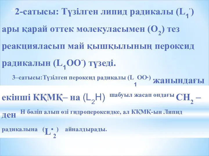 л2-сатысы: Түзілген липид радикалы (L1∙) ары қарай оттек молекуласымен (О2) тез