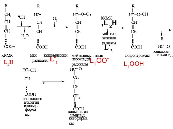 L1Н L•1 L1OО• L•2 L 2H L1OОН