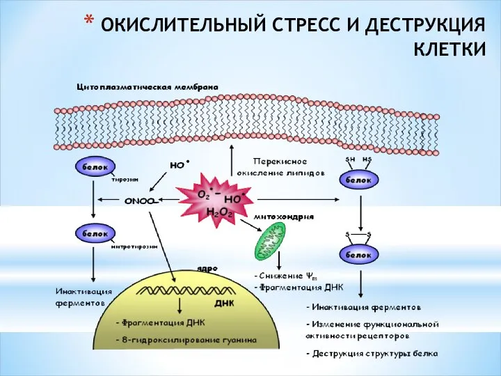 ОКИСЛИТЕЛЬНЫЙ СТРЕСС И ДЕСТРУКЦИЯ КЛЕТКИ