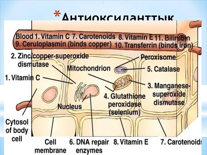 Антиоксиданттық система .