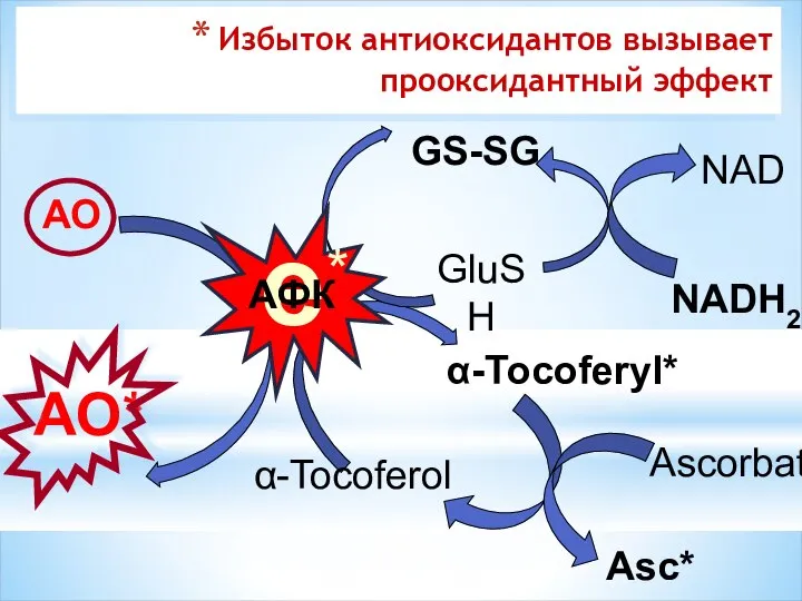 Избыток антиоксидантов вызывает прооксидантный эффект GluSH GS-SG α-Tocoferol α-Tocoferyl* Ascorbat Asc*