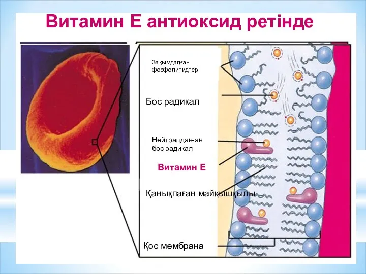 Витамин Е антиоксид ретінде Зақымдалған фосфолипидтер Бос радикал Қанықпаған майқышқылы Қос