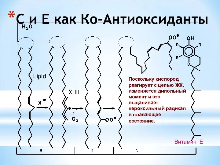 C и E как Кo-Aнтиоксиданты Поскольку кислород реагирует с цепью ЖК,