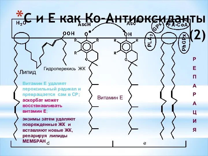 C и E как Кo-Антиоксиданты (2) Липид Витамин Е Витамин Е