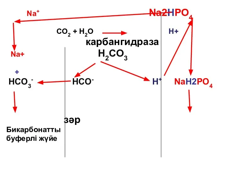 Na+ Na2HPO4 CO2 + H2O H+ карбангидраза Na+ Н2CO3 + HCO3-