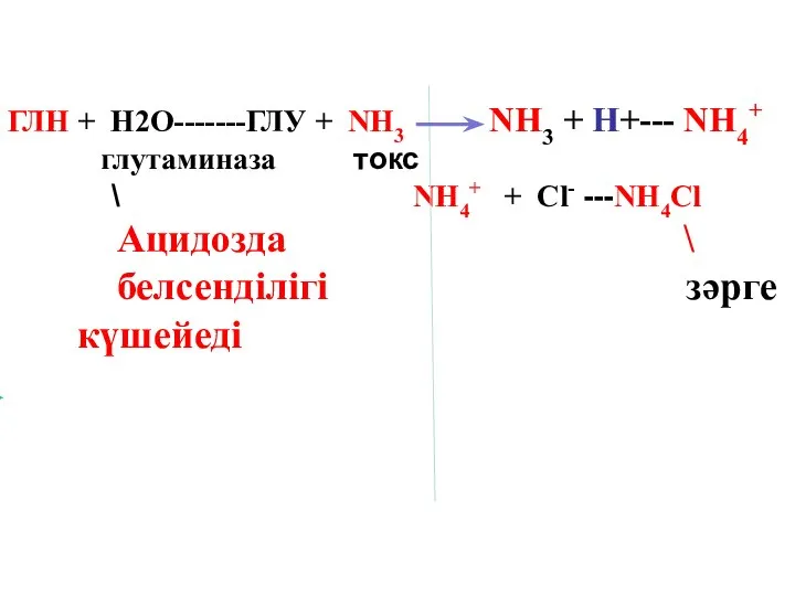 ГЛН + Н2О-------ГЛУ + NH3 NH3 + H+--- NH4+ глутаминаза токс