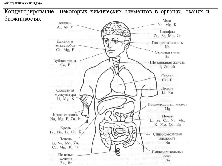 «Металлические яды» Концентрирование некоторых химических элементов в органах, тканях и биожидкостях