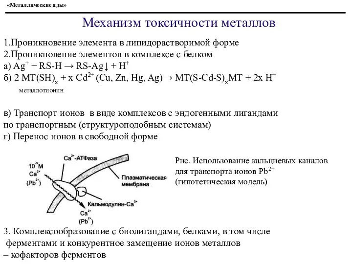 Механизм токсичности металлов 1.Проникновение элемента в липидорастворимой форме 2.Проникновение элементов в