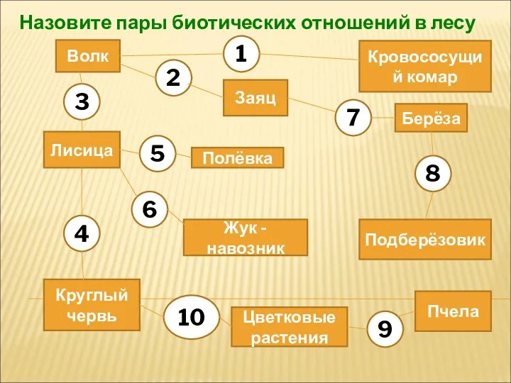 Волк Заяц Полёвка Лисица Круглый червь Берёза Жук - навозник Кровососущий