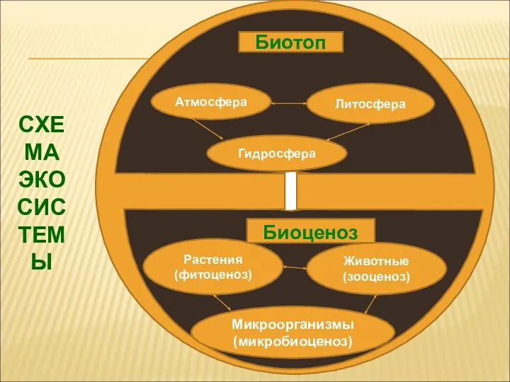 Гидросфера Атмосфера Литосфера Животные (зооценоз) Растения (фитоценоз) Микроорганизмы (микробиоценоз) Биотоп Биоценоз СХЕМА ЭКОСИСТЕМЫ