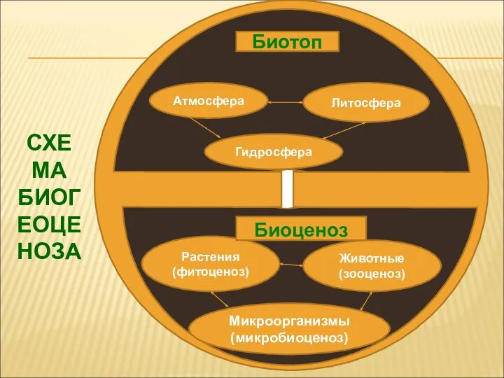 Гидросфера Атмосфера Литосфера Животные (зооценоз) Растения (фитоценоз) Микроорганизмы (микробиоценоз) Биотоп Биоценоз СХЕМА БИОГЕОЦЕНОЗА