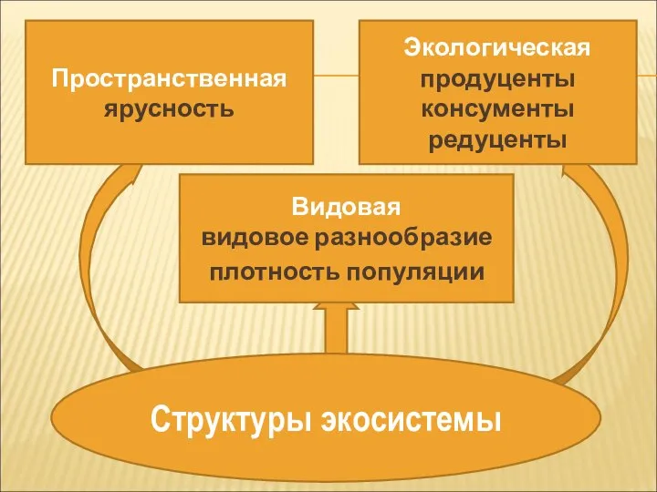 Видовая видовое разнообразие плотность популяции Пространственная ярусность Экологическая продуценты консументы редуценты Структуры экосистемы