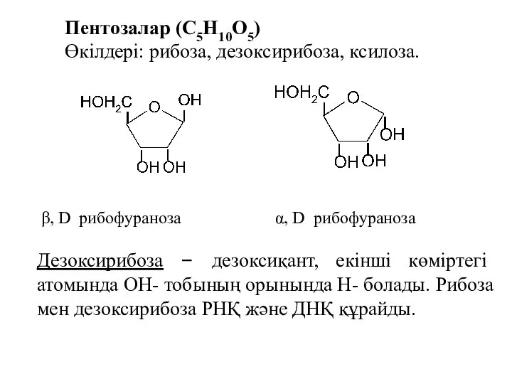 Пентозалар (С5Н10О5) Өкілдері: рибоза, дезоксирибоза, ксилоза. β, D ­ рибофураноза α,