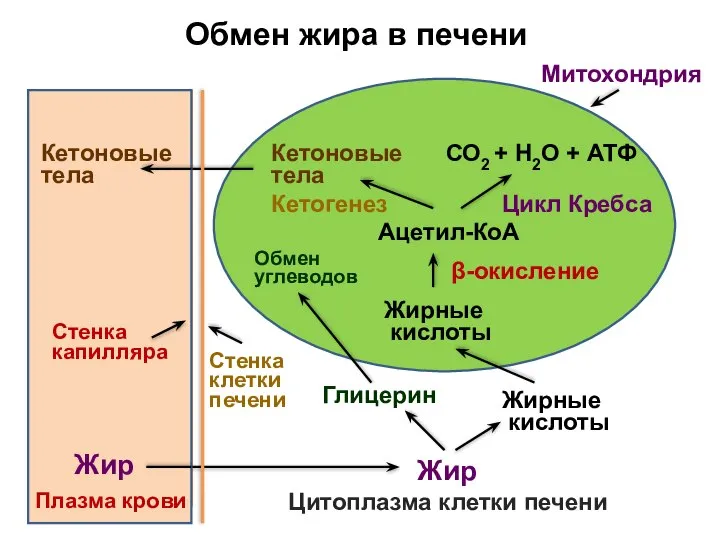 Обмен жира в печени Жир Плазма крови Жир Глицерин Жирные кислоты