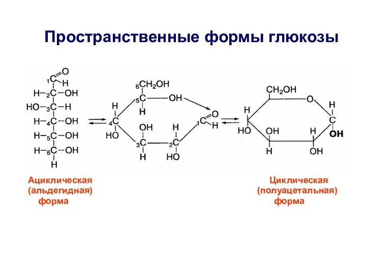 Ациклическая Циклическая (альдегидная) (полуацетальная) форма форма Пространственные формы глюкозы