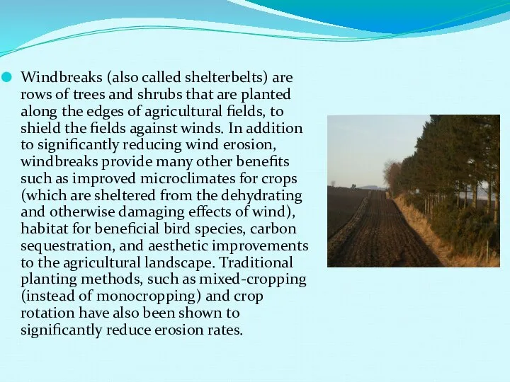 Windbreaks (also called shelterbelts) are rows of trees and shrubs that