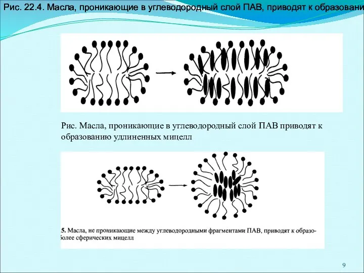 Рис. 22.4. Масла, проникающие в углеводородный слой ПАВ, приводят к образованию