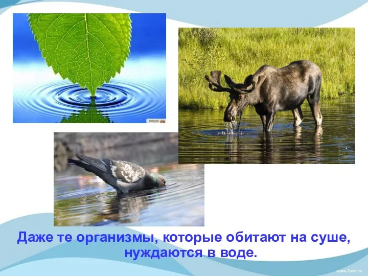 Даже те организмы, которые обитают на суше, нуждаются в воде.