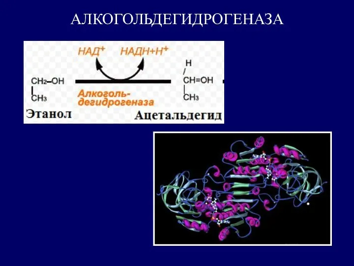 АЛКОГОЛЬДЕГИДРОГЕНАЗА