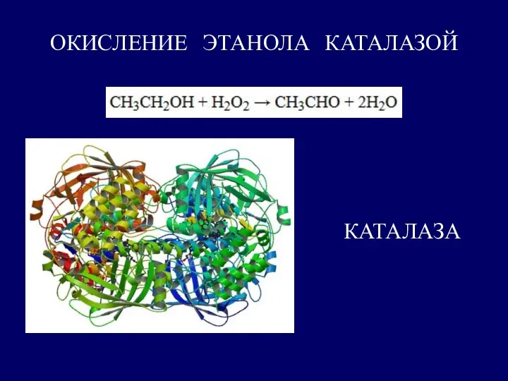 ОКИСЛЕНИЕ ЭТАНОЛА КАТАЛАЗОЙ КАТАЛАЗА