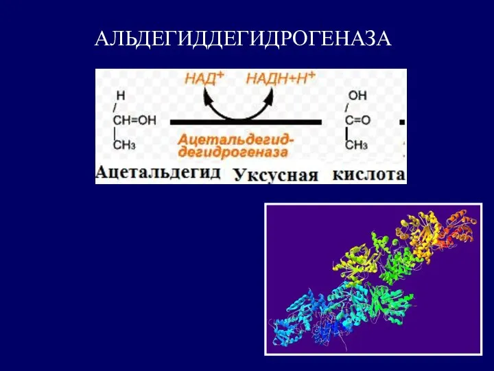 АЛЬДЕГИДДЕГИДРОГЕНАЗА