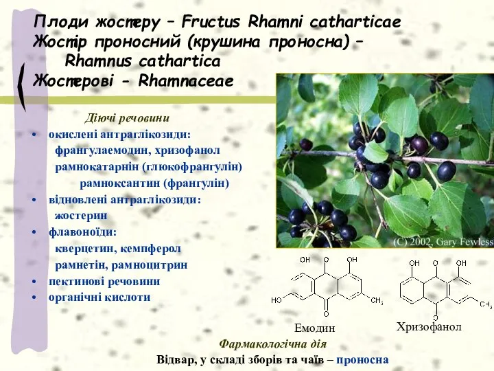 Плоди жостеру – Fructus Rhamni catharticae Жостір проносний (крушина проносна) –