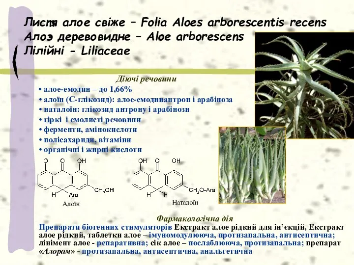 Листя алое свіже – Folia Aloes arborescentis recens Алоэ деревовидне –