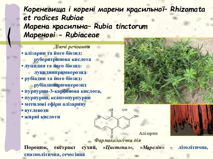 Кореневища і корені марени красильної– Rhizomata et radices Rubiae Марена красильна–