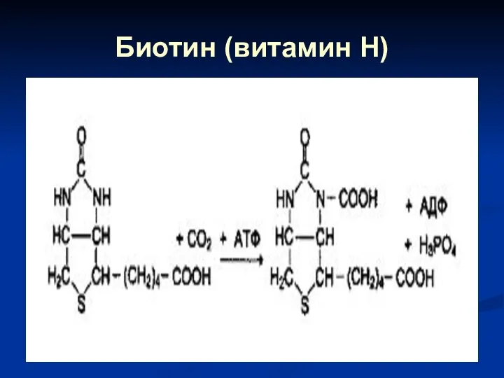 Биотин (витамин Н)