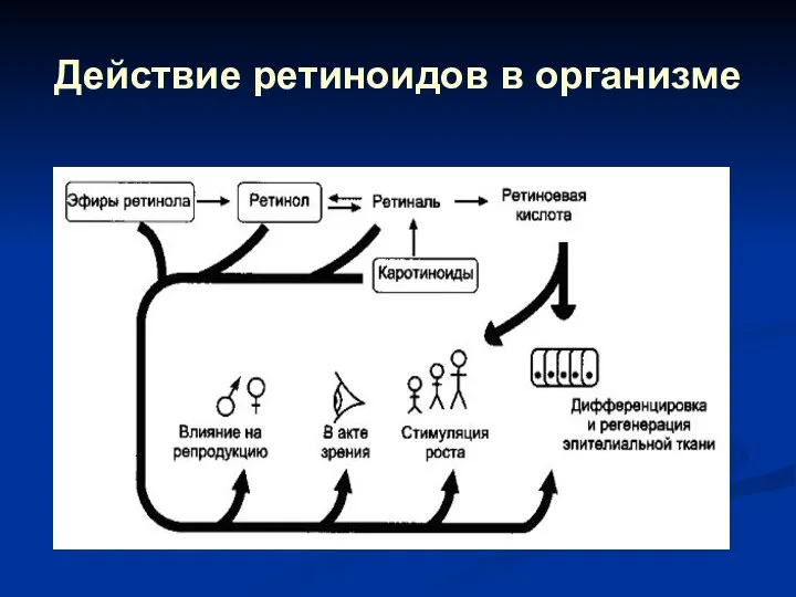 Действие ретиноидов в организме