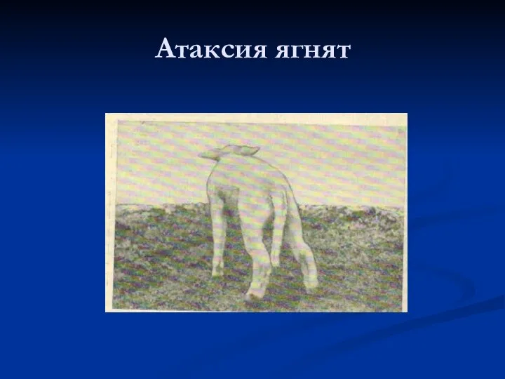 Атаксия ягнят