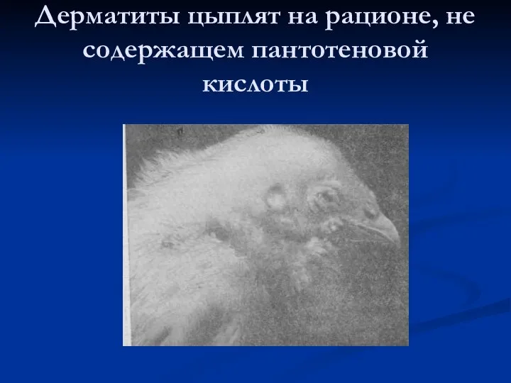 Дерматиты цыплят на рационе, не содержащем пантотеновой кислоты