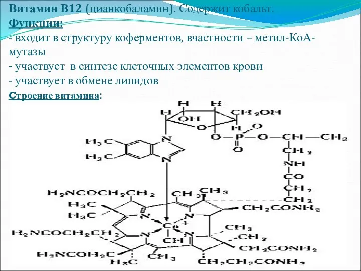 Витамин В12 (цианкобаламин). Содержит кобальт. Функции: - входит в структуру коферментов,