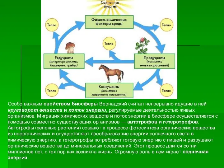 Особо важным свойством биосферы Вернадский считал непрерывно идущие в ней круговорот