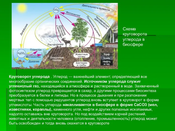 Схема круговорота углерода в биосфере Круговорот углерода . Углерод — важнейший