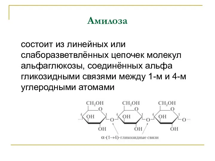 Амилоза состоит из линейных или слаборазветвлённых цепочек молекул альфаглюкозы, соединённых альфа