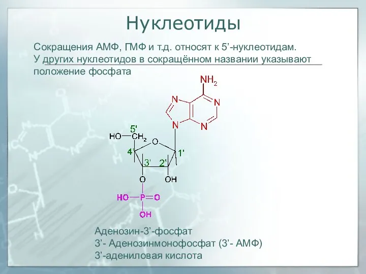 Нуклеотиды Сокращения АМФ, ГМФ и т.д. относят к 5’-нуклеотидам. У других