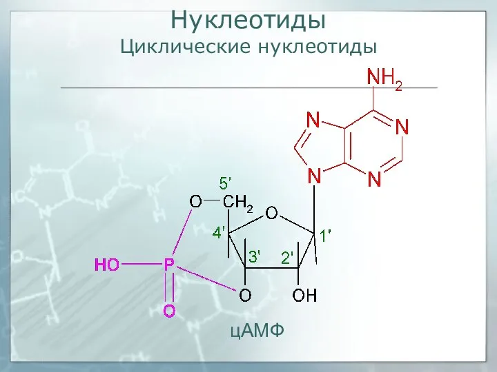 Нуклеотиды Циклические нуклеотиды цAMФ