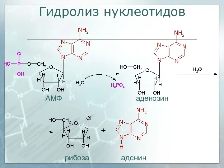 Гидролиз нуклеотидов АМФ аденозин рибоза аденин