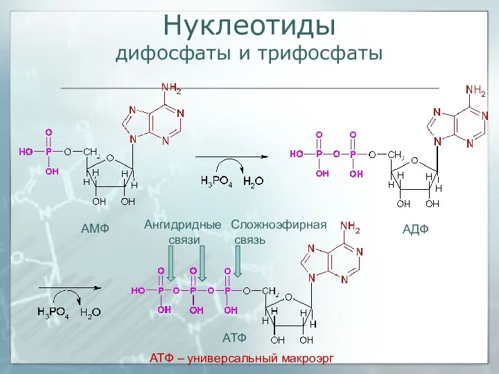 Нуклеотиды дифосфаты и трифосфаты АМФ АДФ АТФ – универсальный макроэрг АТФ Ангидридные связи Сложноэфирная связь