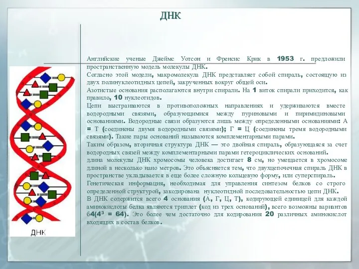 ДНК ДНК Английские ученые Джеймс Уотсон и Френсис Крик в 1953